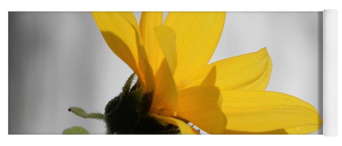 Sunflower Yoga Mat featuring the photograph Sunny Yellow Tiny Sunflower by Tina M Wenger