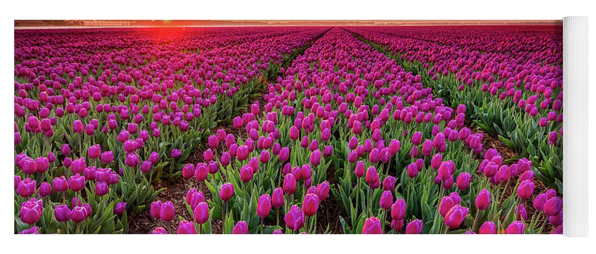 Tulipa Yoga Mat featuring the photograph Sunrise and purple tulips by Jenco van Zalk