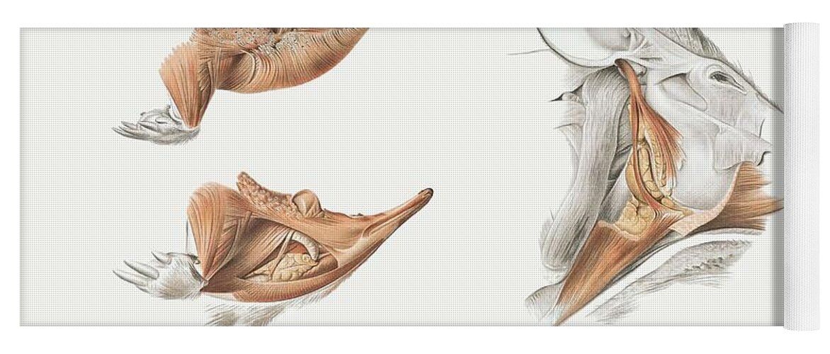 Anatomical Yoga Mat featuring the painting Superficial Facial Muscles Of Echidna by Johan Erik Vesti Boas