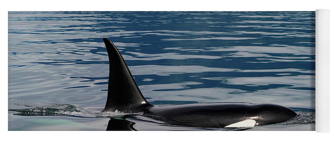 00584699 Yoga Mat featuring the photograph Surfacing Orca In Inside Passage by Hiroya Minakuchi