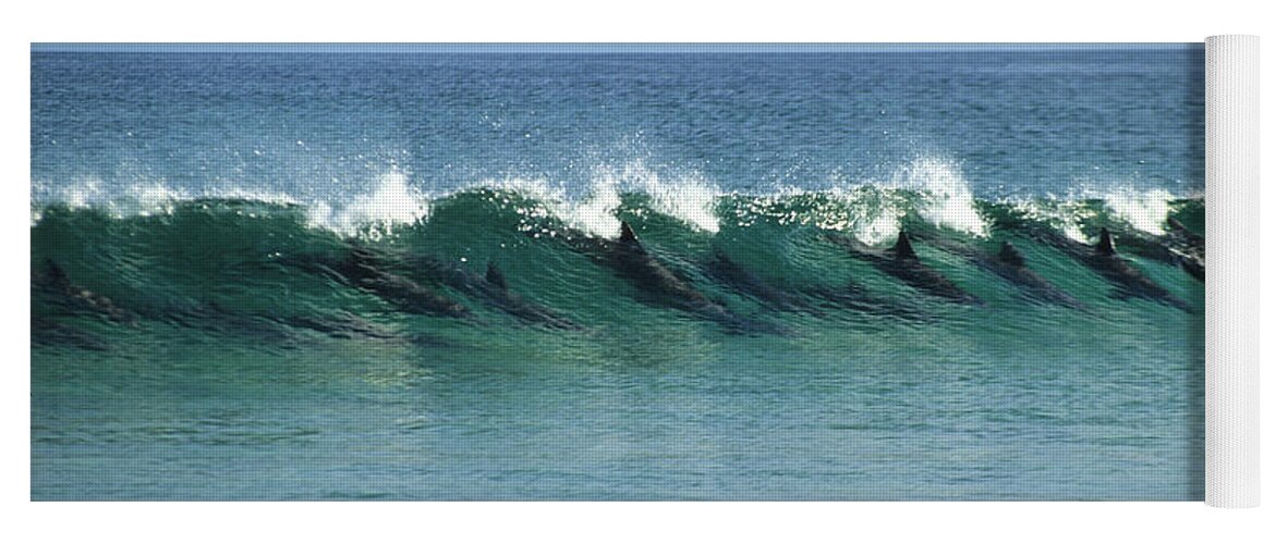 Ip_70124319 Yoga Mat featuring the photograph Surfing Dolphins Off The East Coast Of The Island, Fraser Island, Great Barier Reef, Australia by Don Fuchs