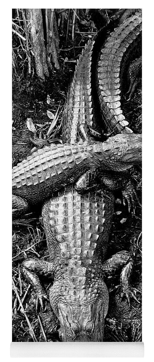 Alligators Swamp Everglades Yoga Mat featuring the photograph Swamp Critters #2 by Neil Pankler