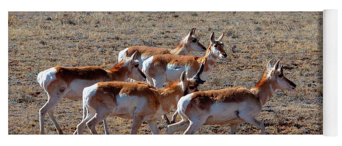 Pronghorn Antelope Yoga Mat featuring the photograph Sweet Herd of Pronghorn Antelope by Steven Krull