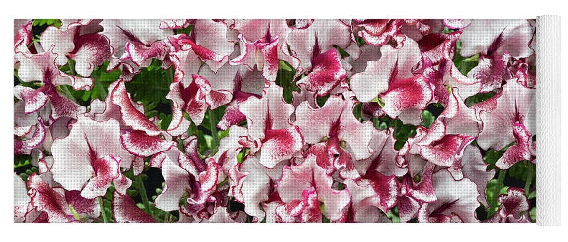 Lathyrus Odoratus Yoga Mat featuring the photograph Sweet Pea Lisa Marie Flowers by Tim Gainey