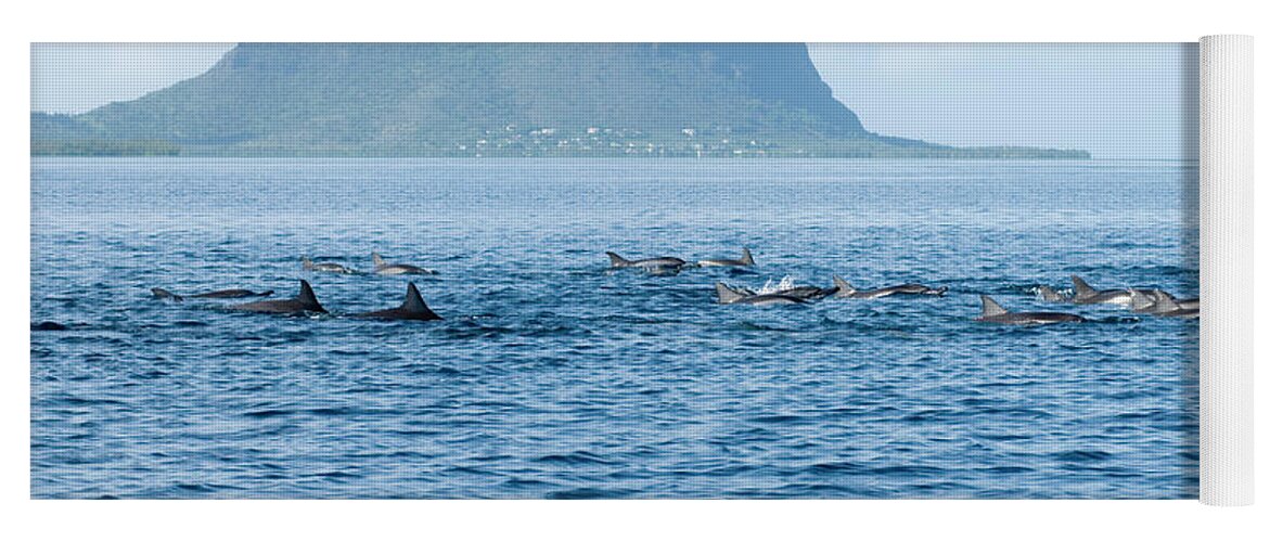 Ip_70154192 Yoga Mat featuring the photograph Swimming With Dolphins, A School Of Dolphins Swimming By, Sea, Mauritius by Martin Kreuzer