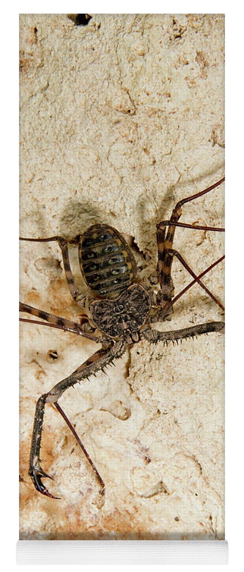 Africa Yoga Mat featuring the photograph Tailless Whip Scorpion by Ivan Kuzmin