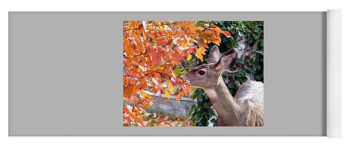 Deer Yoga Mat featuring the photograph Tasting The Crabapples by Will Borden