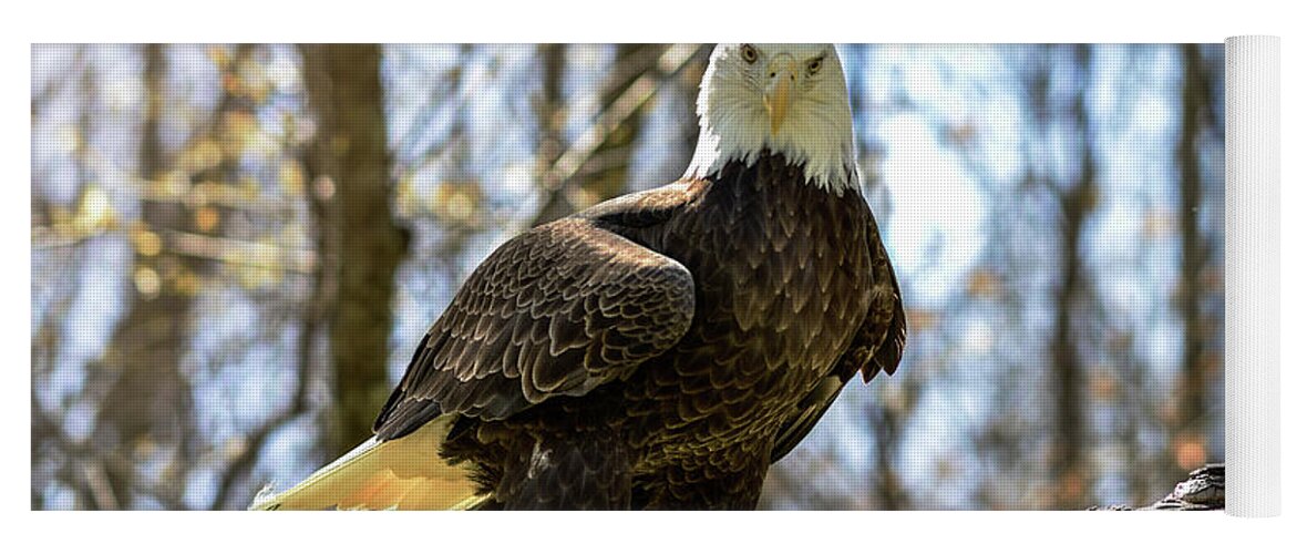 Eagle Yoga Mat featuring the photograph The Bald Eagle Collection III by Lisa Lambert-Shank