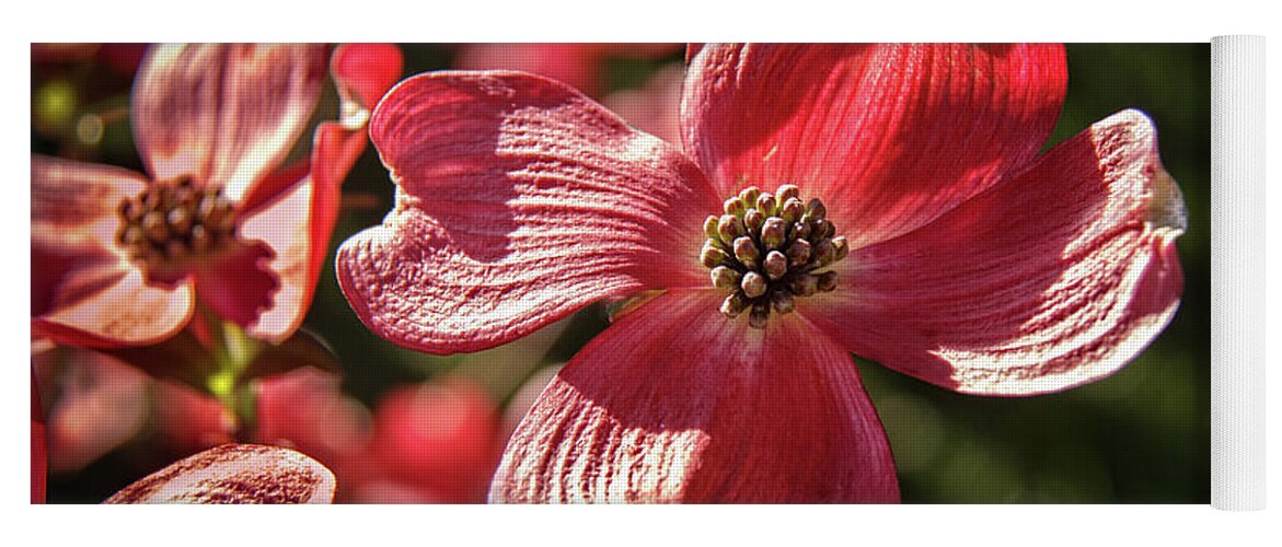 Dogwood Yoga Mat featuring the photograph The Beautiful Red Dogwood by Robert Bales