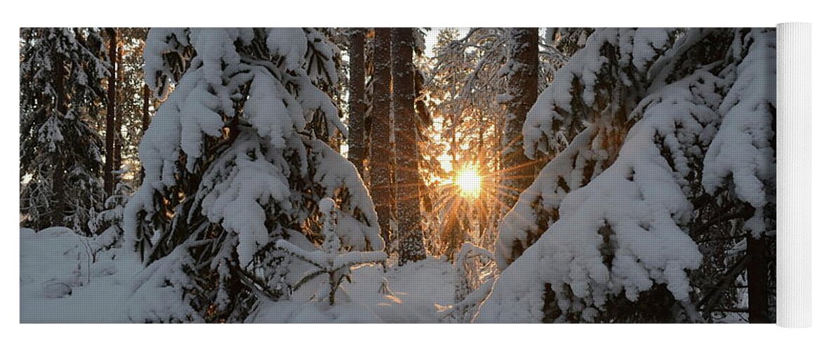 Against The Light Yoga Mat featuring the photograph The golden winter sun is shining through snowy fir trees by Intensivelight