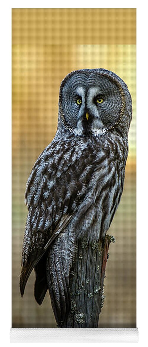 Great Grey Perching Yoga Mat featuring the photograph The Great Gray Owl in the morning by Torbjorn Swenelius