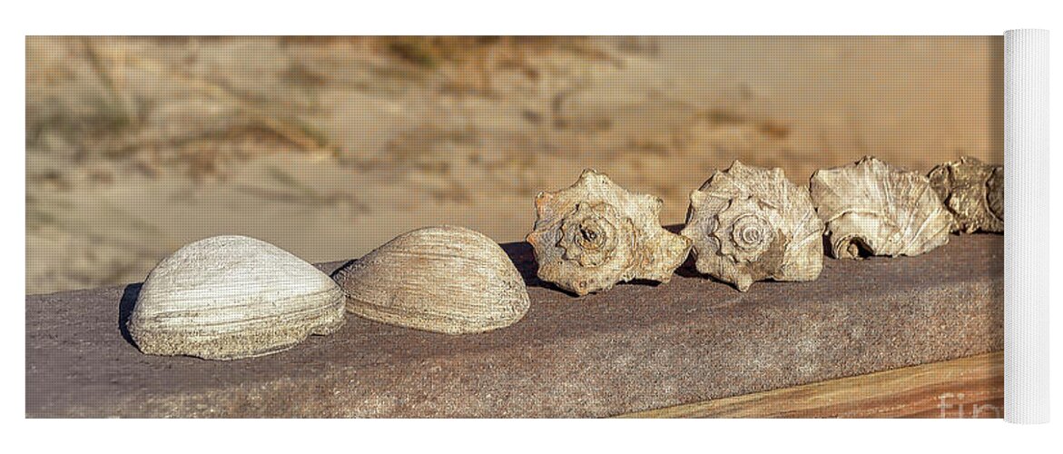 Beach Yoga Mat featuring the photograph The Shell Collection by Kathy Baccari