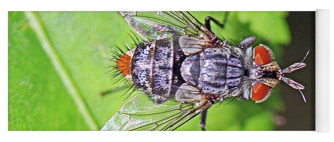 Insects;horizontal;macro;jenniferrobin.gallery Yoga Mat featuring the photograph Three Eyed Fly by Jennifer Robin