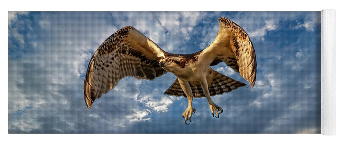 Ospreys Yoga Mat featuring the photograph Time To Fly TWO by DB Hayes