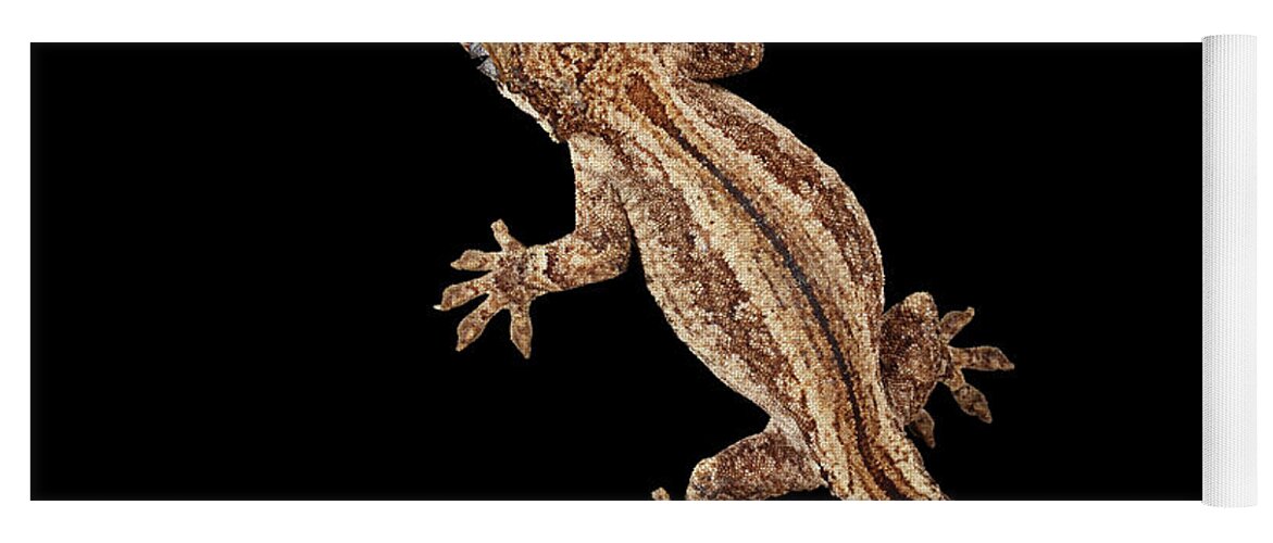Reptile Yoga Mat featuring the photograph Top view of Gargoyle Gecko, Rhacodactylus auriculatus staring Isolated on black background. Native t by Sergey Taran
