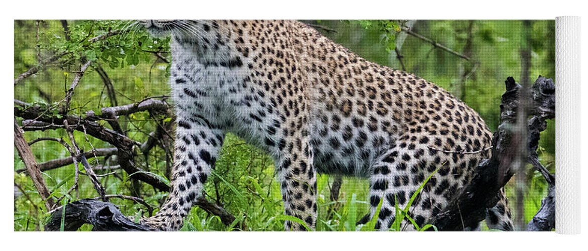 Leopard Yoga Mat featuring the photograph Tree climbing leopard by Mark Hunter