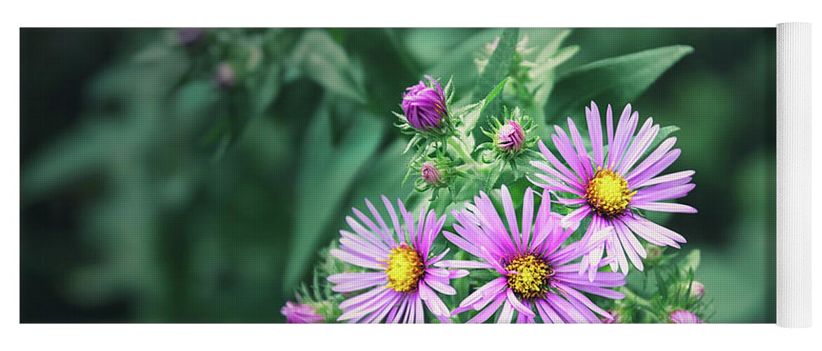 New England Aster Yoga Mat featuring the photograph Trio of New England Aster Blooms by Scott Norris