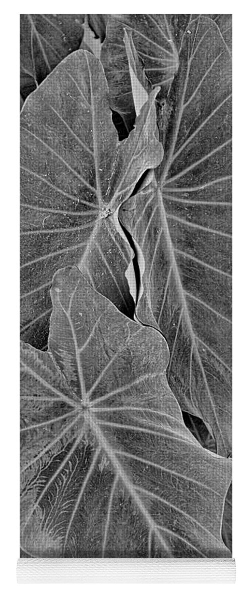 Tropical Yoga Mat featuring the photograph Tropical Plantation Maui Study 18 by Robert Meyers-Lussier