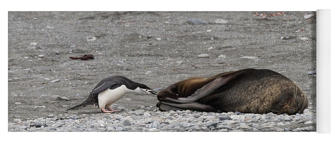 Penguin Yoga Mat featuring the photograph Troublemaker by Alex Lapidus