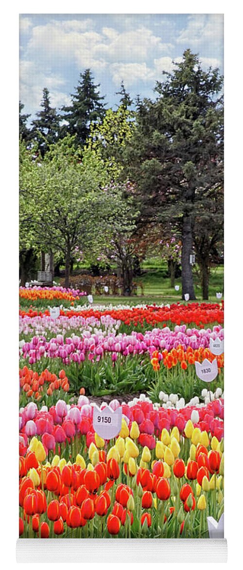 Veldheers Yoga Mat featuring the photograph Tulip Time by Kathi Mirto
