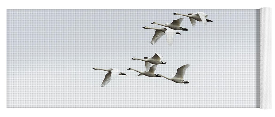  Yoga Mat featuring the photograph Tundra Swans 2019-3 by Thomas Young