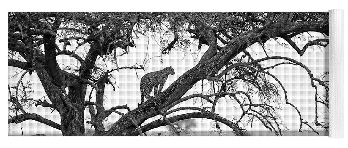 Leopard Yoga Mat featuring the photograph Cat Up a Tree by Stephen Schwiesow