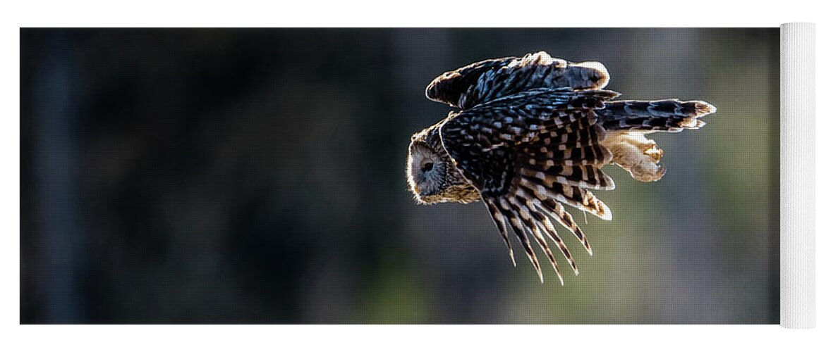 Ural Owl Yoga Mat featuring the photograph Ural owl flying against the light to catch a prey by Torbjorn Swenelius