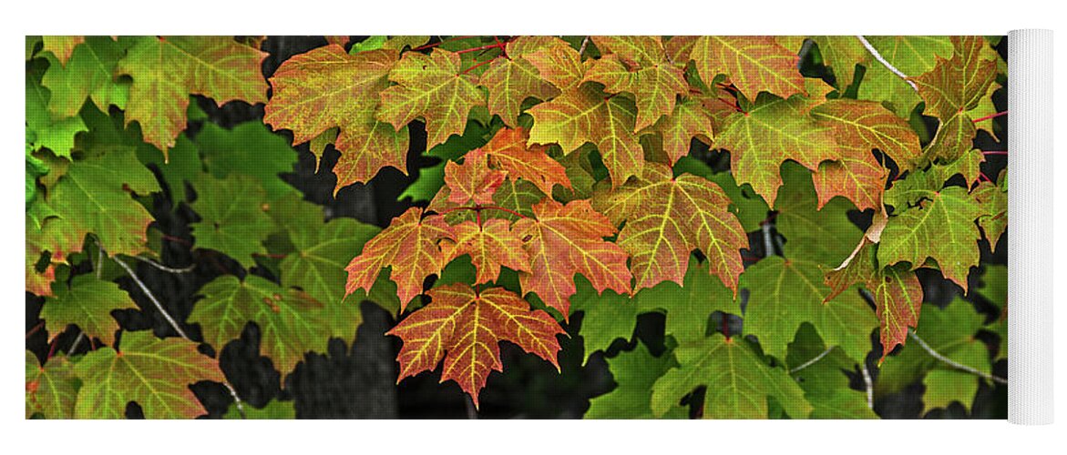 Michigan Yoga Mat featuring the photograph Various Stages of Fall Color on Maple Leaves by Sue Smith