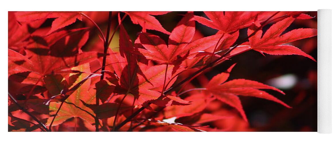 Japanese Maple Yoga Mat featuring the photograph Venetian Red Japanese Maple Tree Branch by Colleen Cornelius