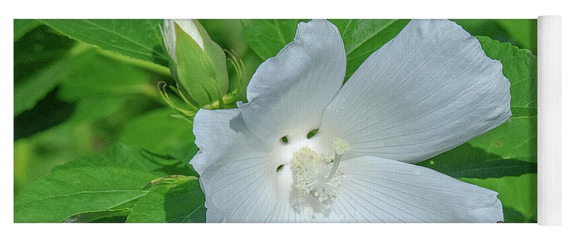 Nature Yoga Mat featuring the photograph Very Rare almost All-white Crimson-eyed Rosemallow DFL0995 by Gerry Gantt
