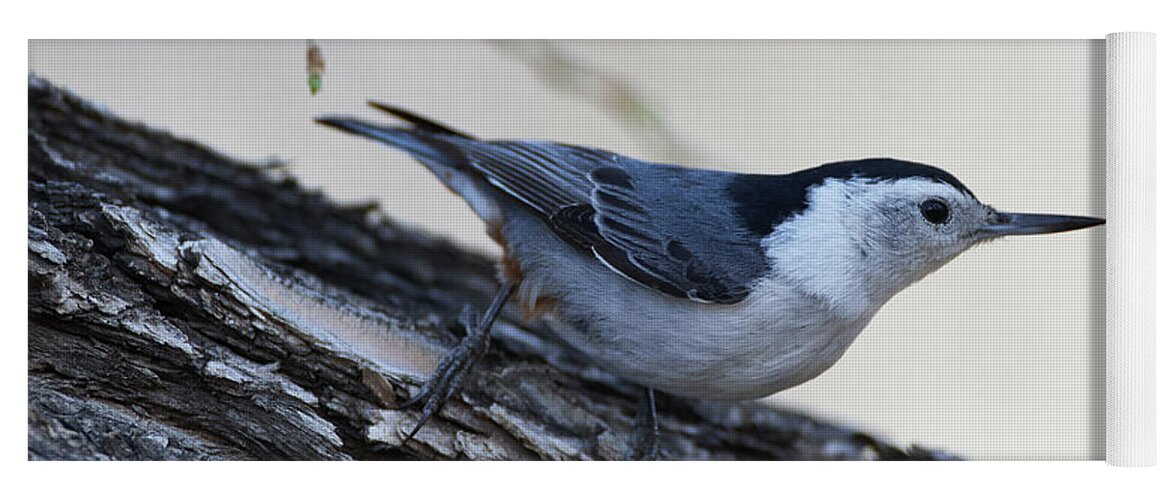 Bird Yoga Mat featuring the photograph White-breasted Nuthatch by Robert WK Clark