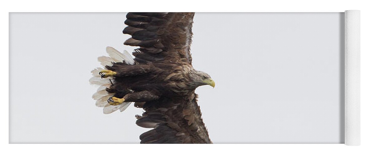 White Yoga Mat featuring the photograph White-Tailed Eagle Wingspan by Pete Walkden