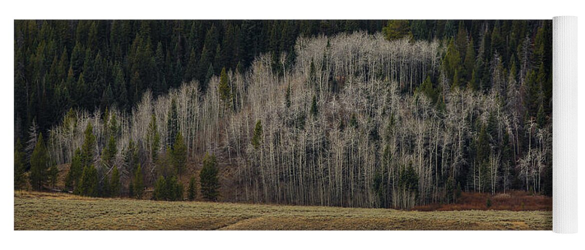 Trees Yoga Mat featuring the photograph White aspen trees, Wyoming by Julieta Belmont