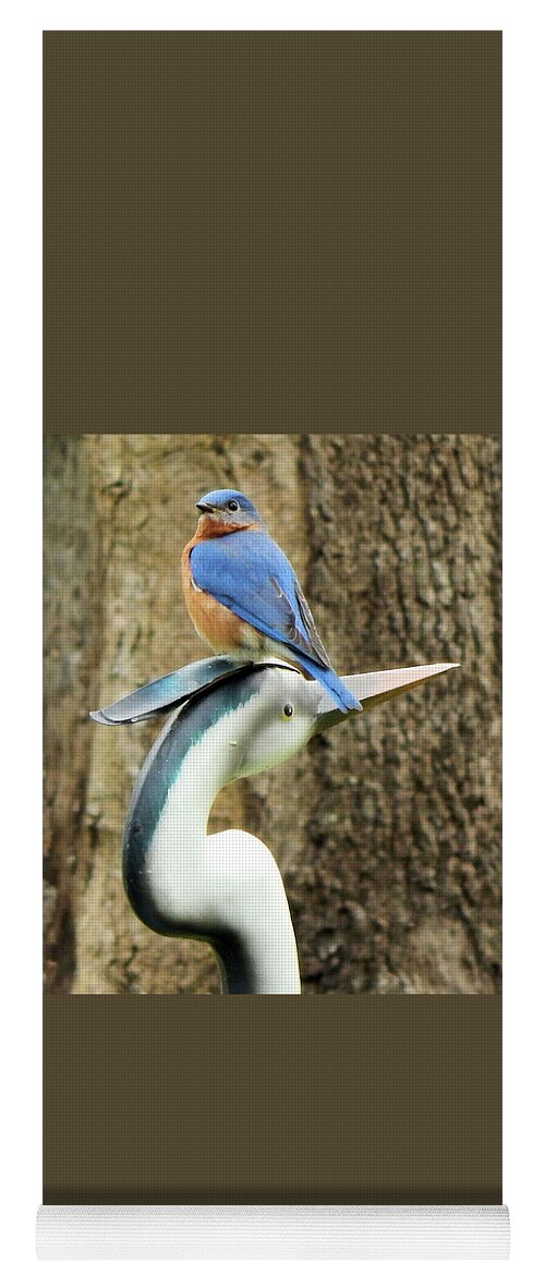 Birds Yoga Mat featuring the photograph Who's the Boss? by Karen Stansberry