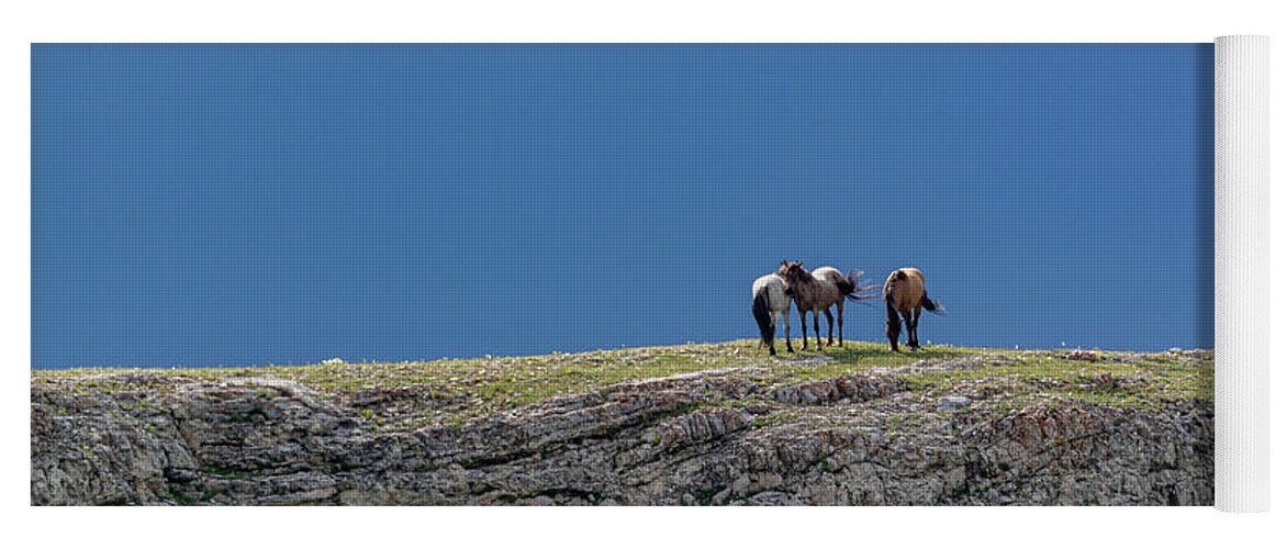 Pryor Mountain Yoga Mat featuring the photograph Wild Bachelor Stallions by Douglas Wielfaert