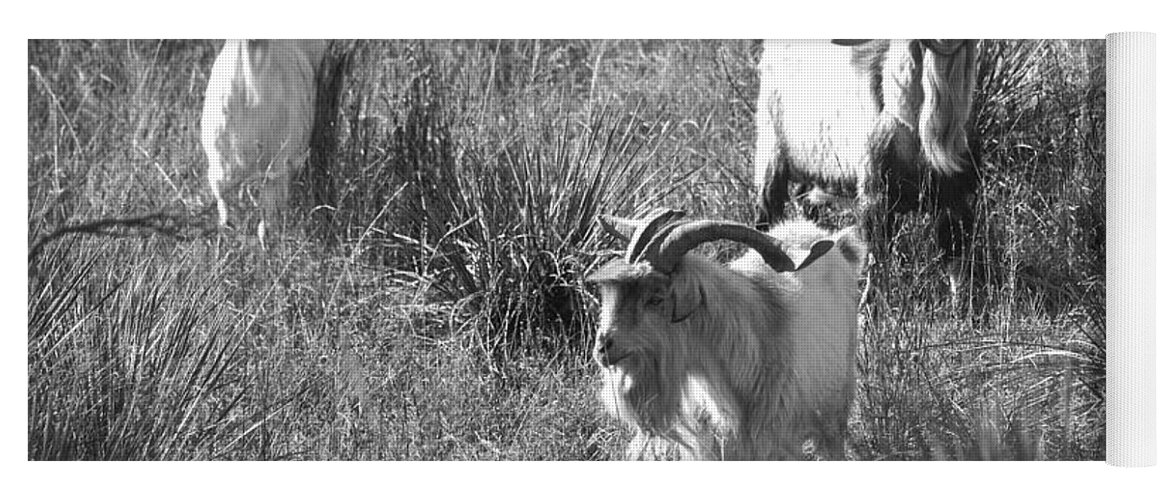 Richard E. Porter Yoga Mat featuring the photograph Wild Goats - Lake Mackenzie, Texas by Richard Porter