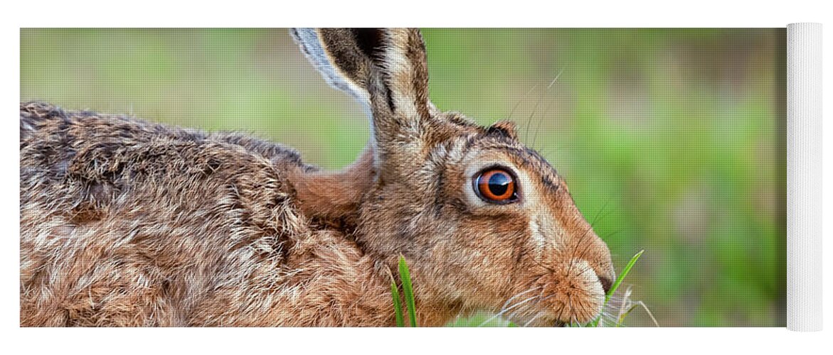 Norfolk Yoga Mat featuring the photograph Norfolk wild hare close up eating grass in England by Simon Bratt