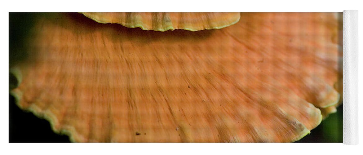 Chicken Of The Woods Yoga Mat featuring the photograph Wild Mushrooms on a log by Rich Collins