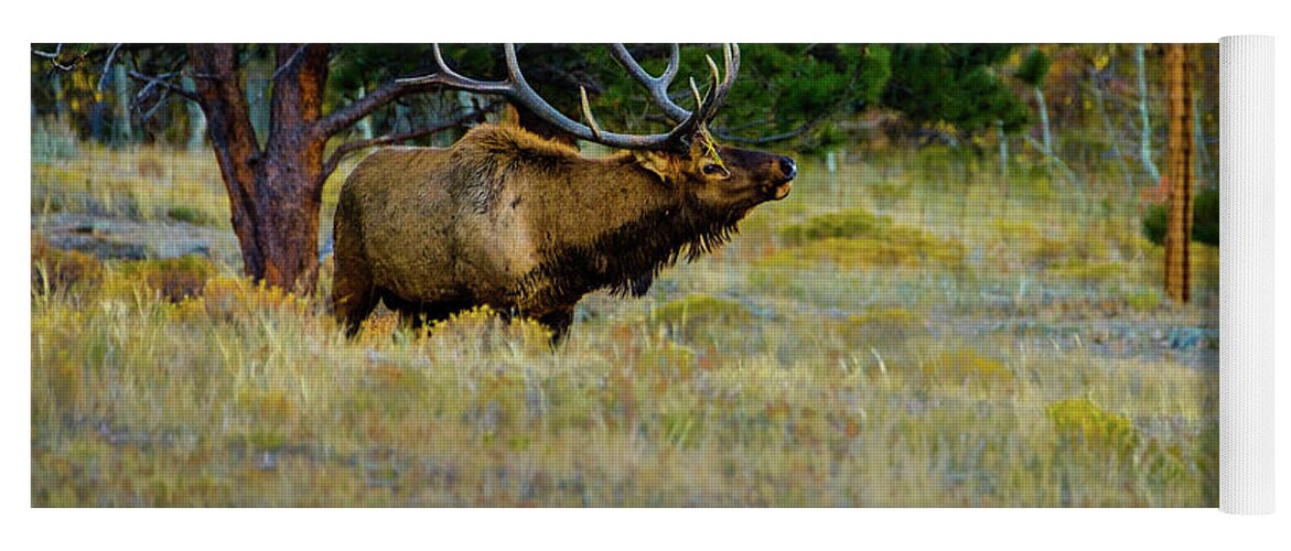 Aspens Yoga Mat featuring the photograph Wisdom of the Wapiti by Johnny Boyd