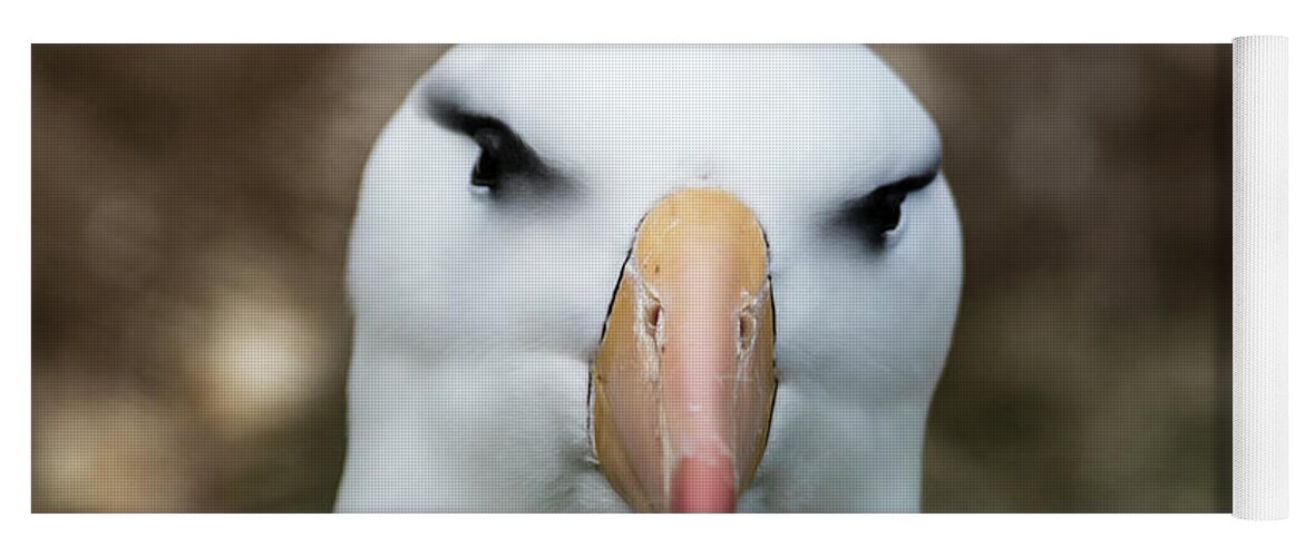 Black-browed Albatross Yoga Mat featuring the photograph Wisdom by Paulette Sinclair