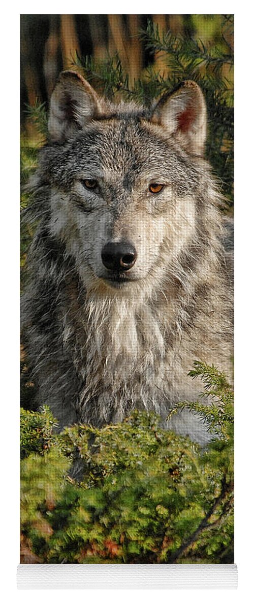 Wolf Yoga Mat featuring the photograph Wolf in the Woods by Wade Aiken