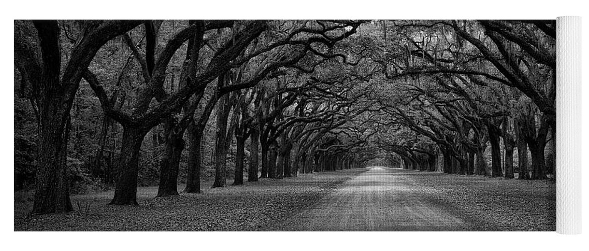 Forest Yoga Mat featuring the photograph Wormsloe Plantation Trees by Jon Glaser