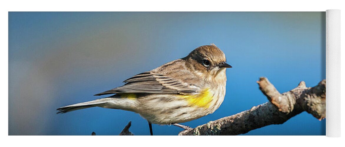 Nature Yoga Mat featuring the photograph Yelllow Rumped Warbler by Cathy Kovarik