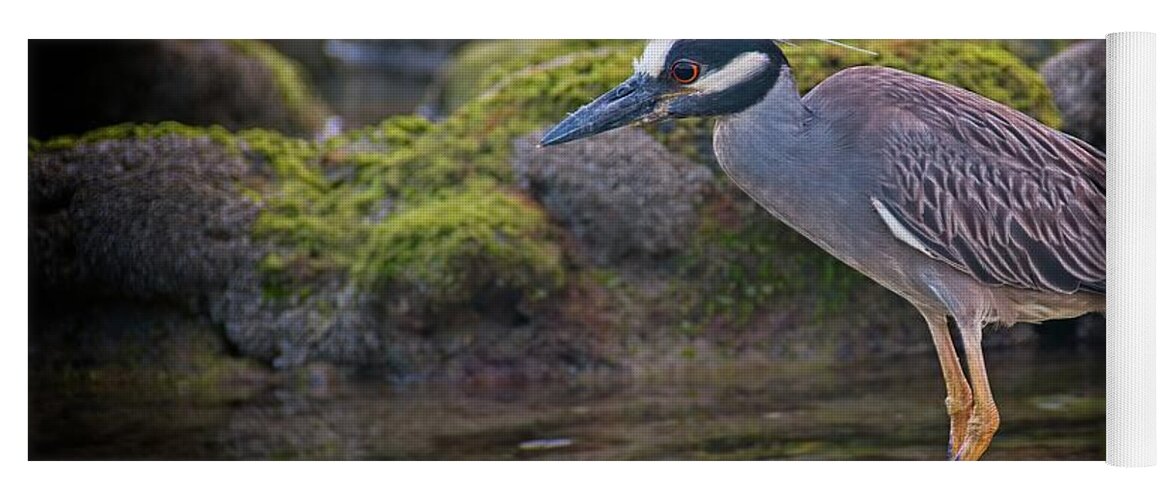 Coral Cove Yoga Mat featuring the photograph Yellow-crowned Night Heron by Steve DaPonte
