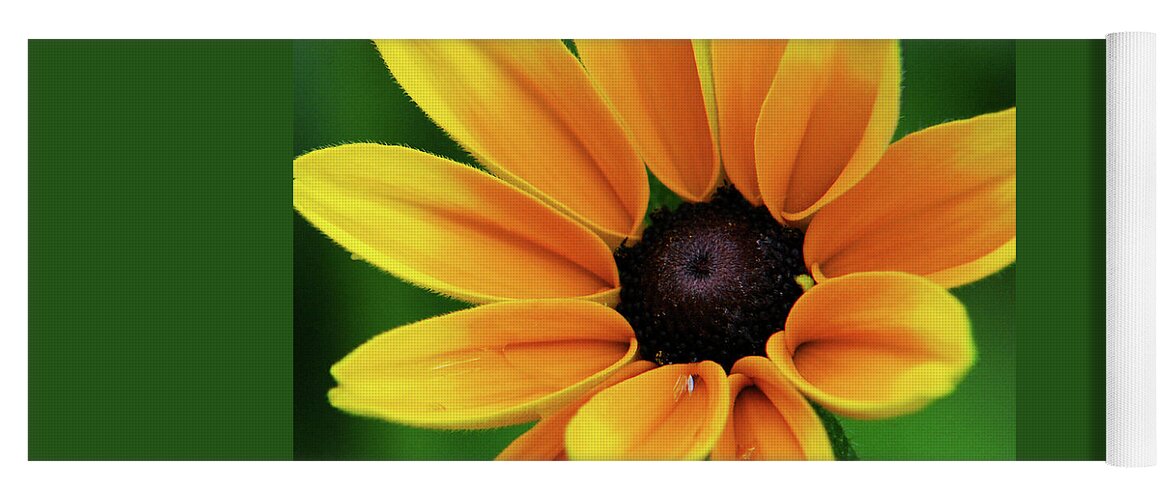 Yellow Flowers Yoga Mat featuring the photograph Yellow Flower Black Eyed Susan by Christina Rollo