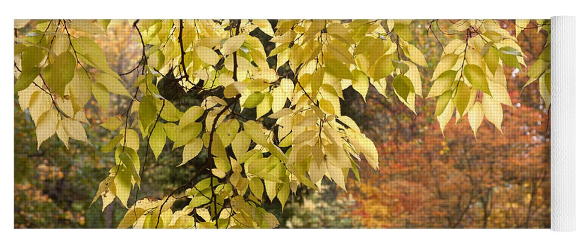 Jenny Rainbow Fine Art Photography Yoga Mat featuring the photograph Yellow Leaves of American Hackberry Tree 1 by Jenny Rainbow