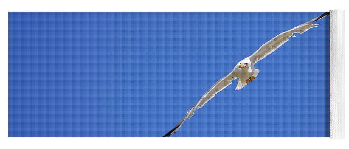 Outdoors Yoga Mat featuring the photograph Yellow-legged Gull Flying Blue Sky by Pablo Avanzini