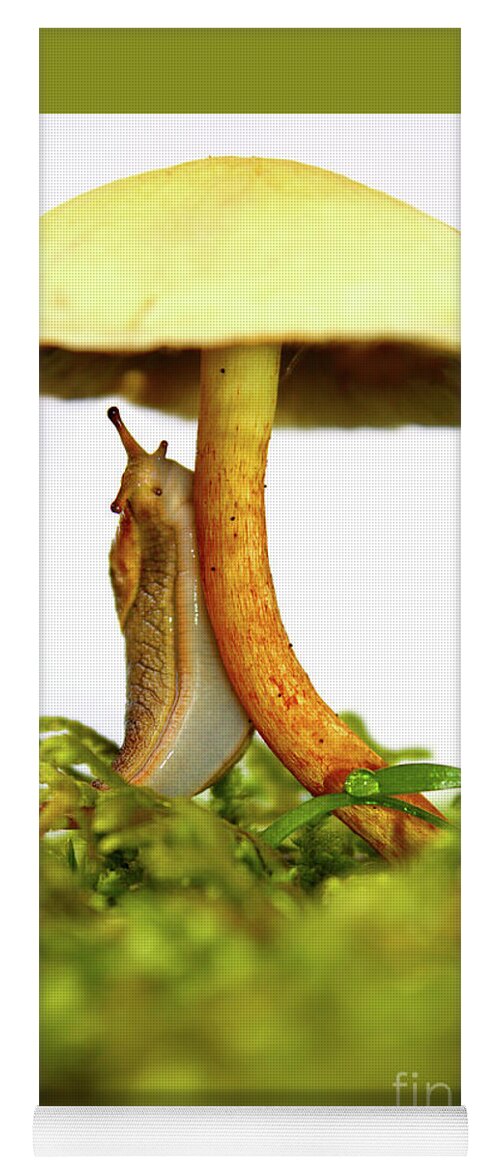 Mushroom Yoga Mat featuring the photograph Yellow slug mushroom whimsical beauty by Robert C Paulson Jr