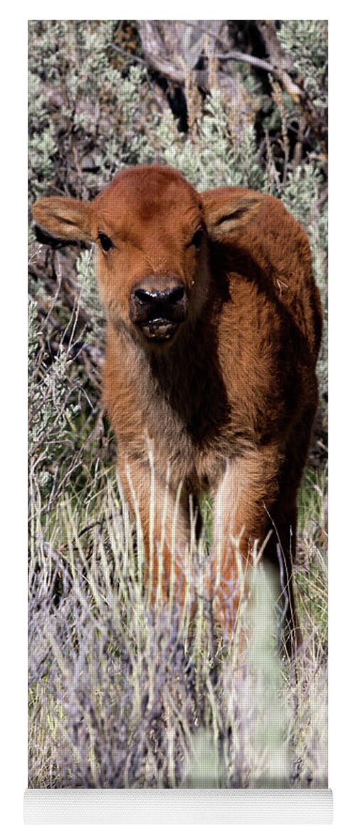 Calf Yoga Mat featuring the photograph Yellowstone Bison Calf 3 by Rick Pisio