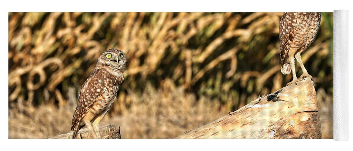 Owl Yoga Mat featuring the photograph You Teeter While I Totter by Carol Groenen